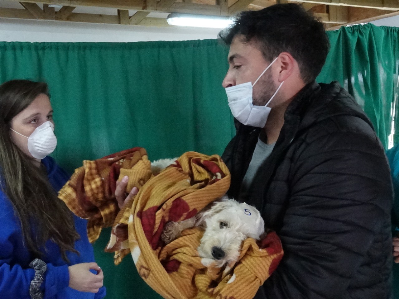 60 mascotas fueron esterilizadas de manera gratuita gracias a operativo en Los Cerros