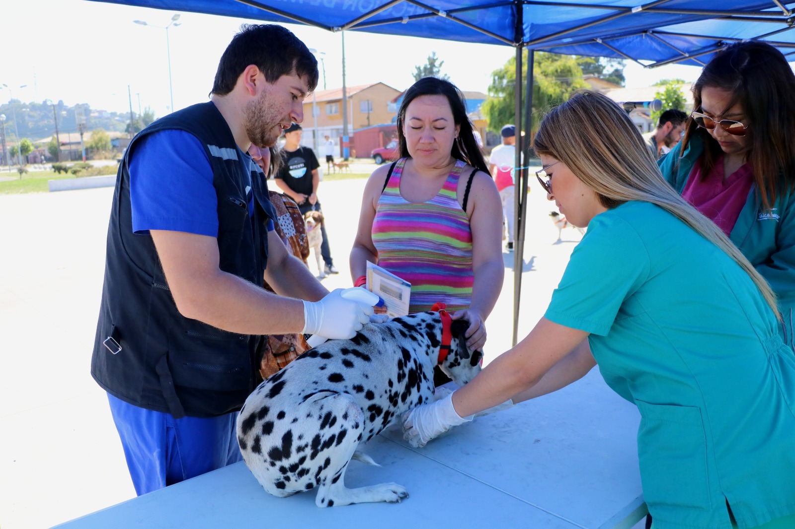 Talcahuano aprueba adquisición de clínica veterinaria móvil