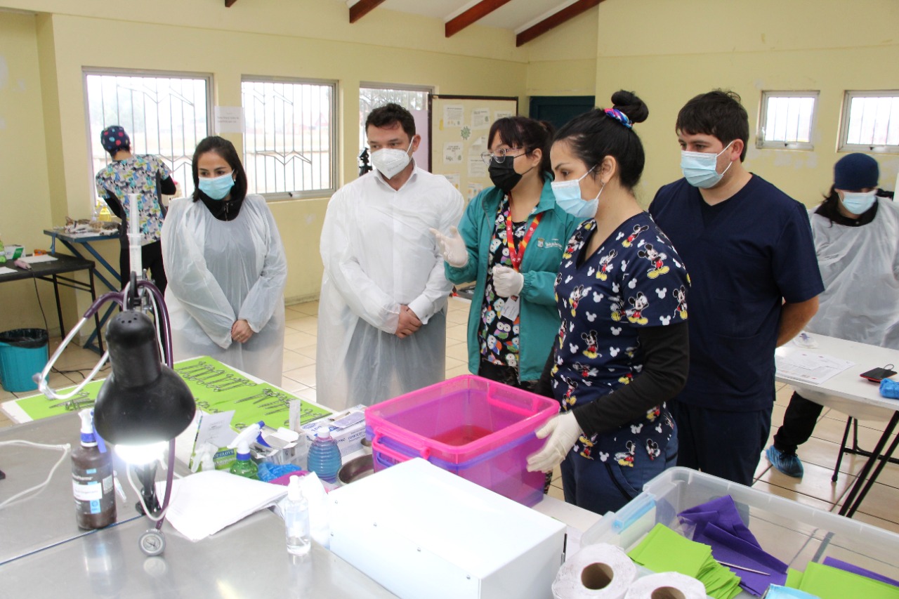 Talcahuano comienza esterilización gratuita de 2.500 mascotas 